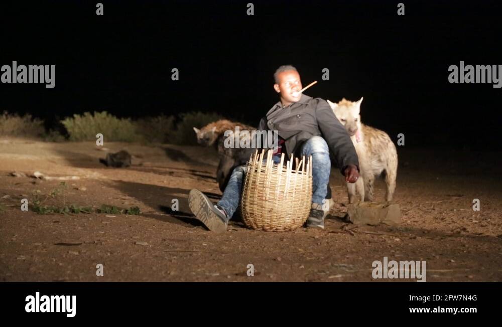 Hyena feeding in harar Stock Videos & Footage - HD and 4K Video Clips
