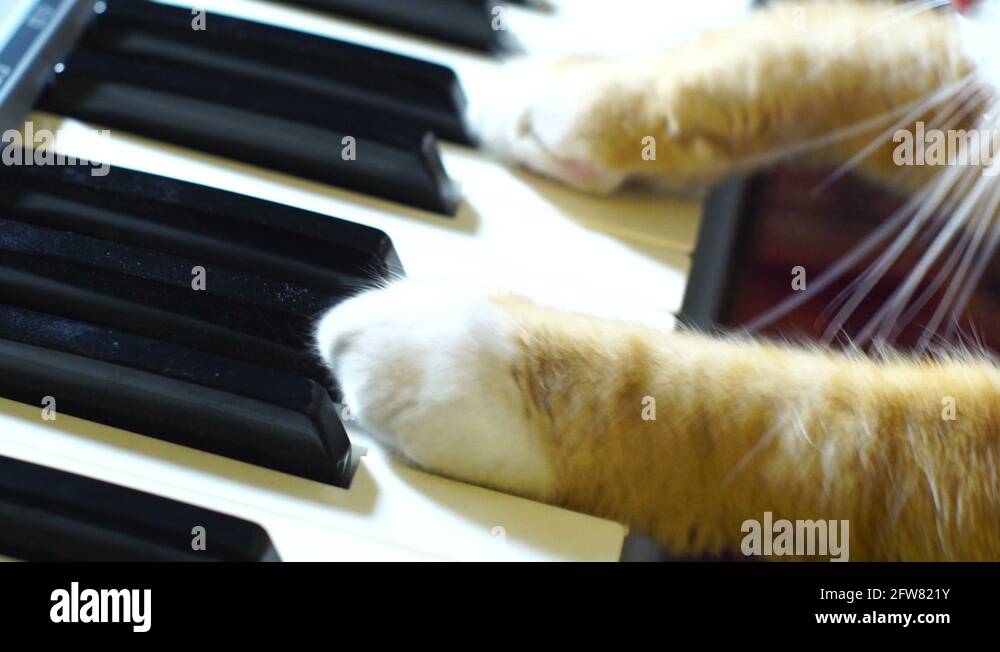 Cat playing piano Stock Videos & Footage - HD and 4K Video Clips - Alamy