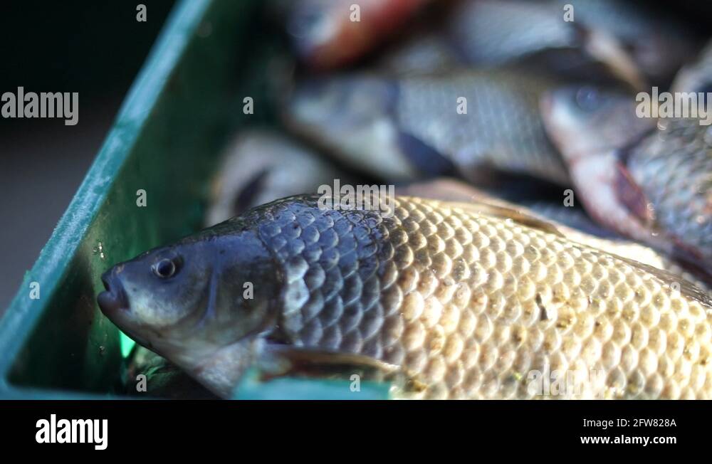 Man with a fish box Stock Videos & Footage - HD and 4K Video Clips - Alamy