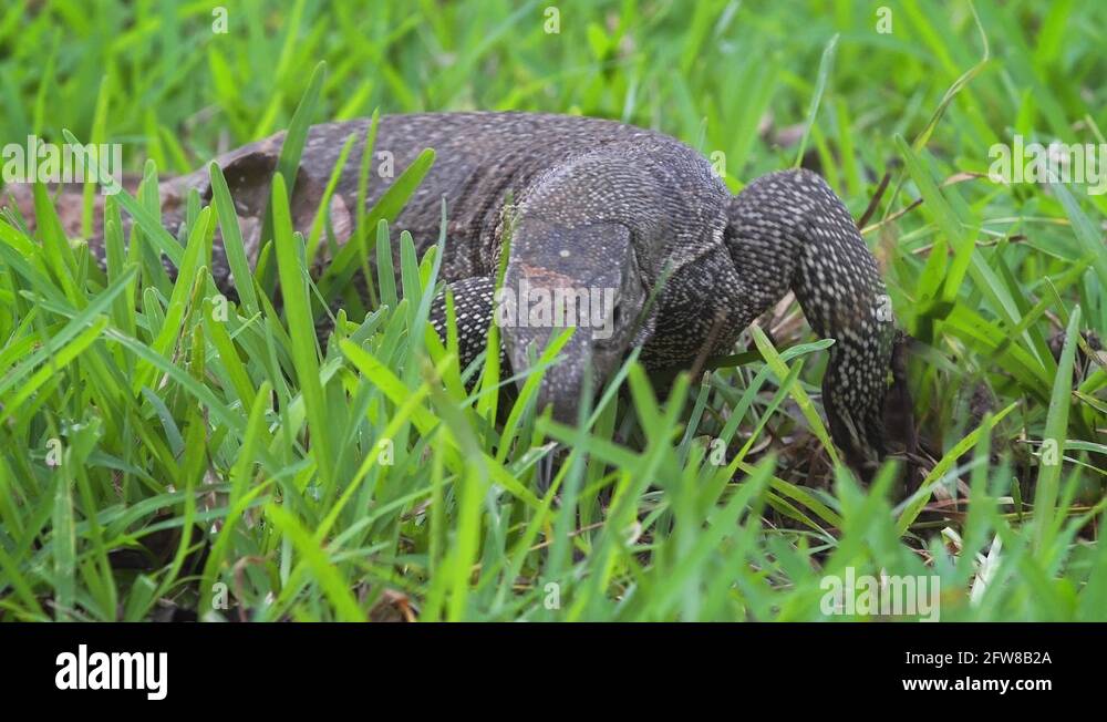 Monitor Lizard Hunting in the Grass in Sri Lanka Stock Video Footage