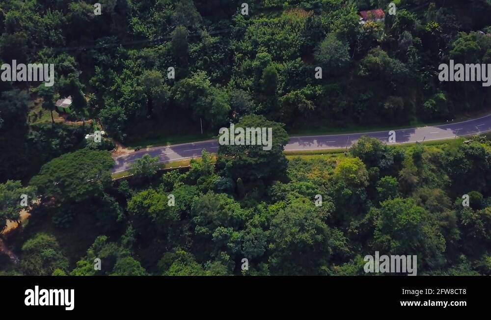 Forest scene in ceylon Stock Videos & Footage - HD and 4K Video Clips ...
