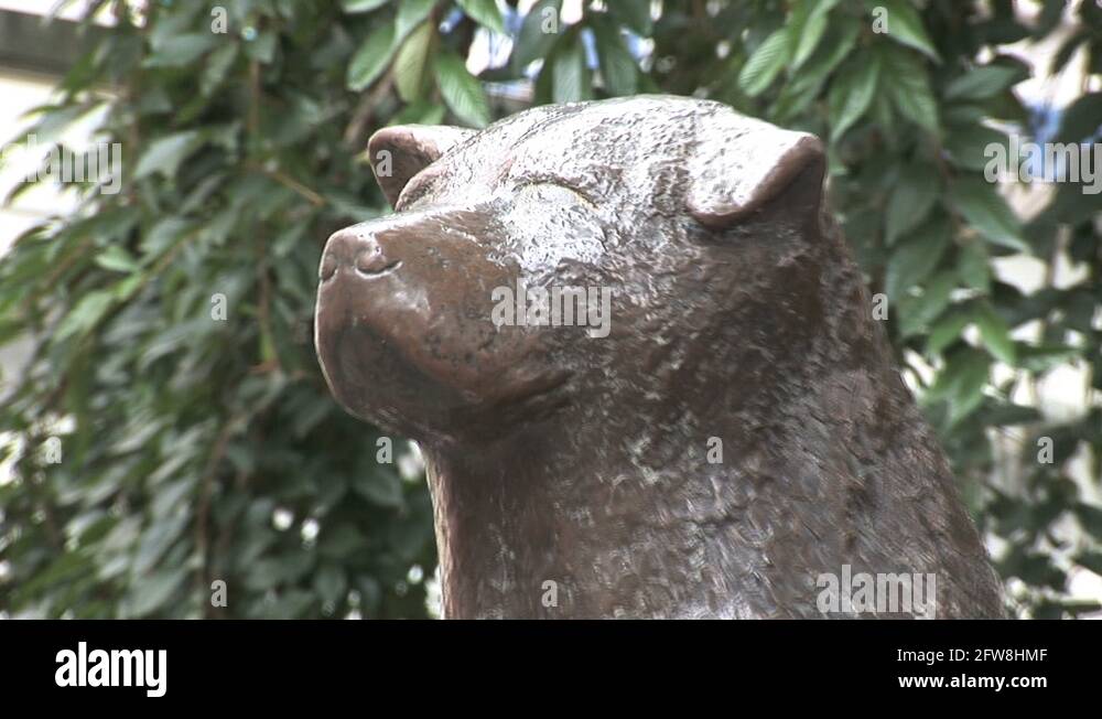 Bronze statue hachiko shibuya station Stock Videos & Footage - HD and