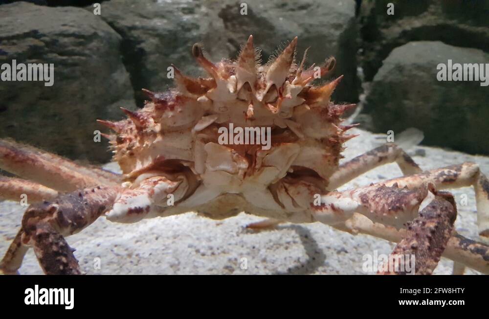 The Japanese spider crab. It has the largest leg span of any arthropod Stock Video Footage Alamy