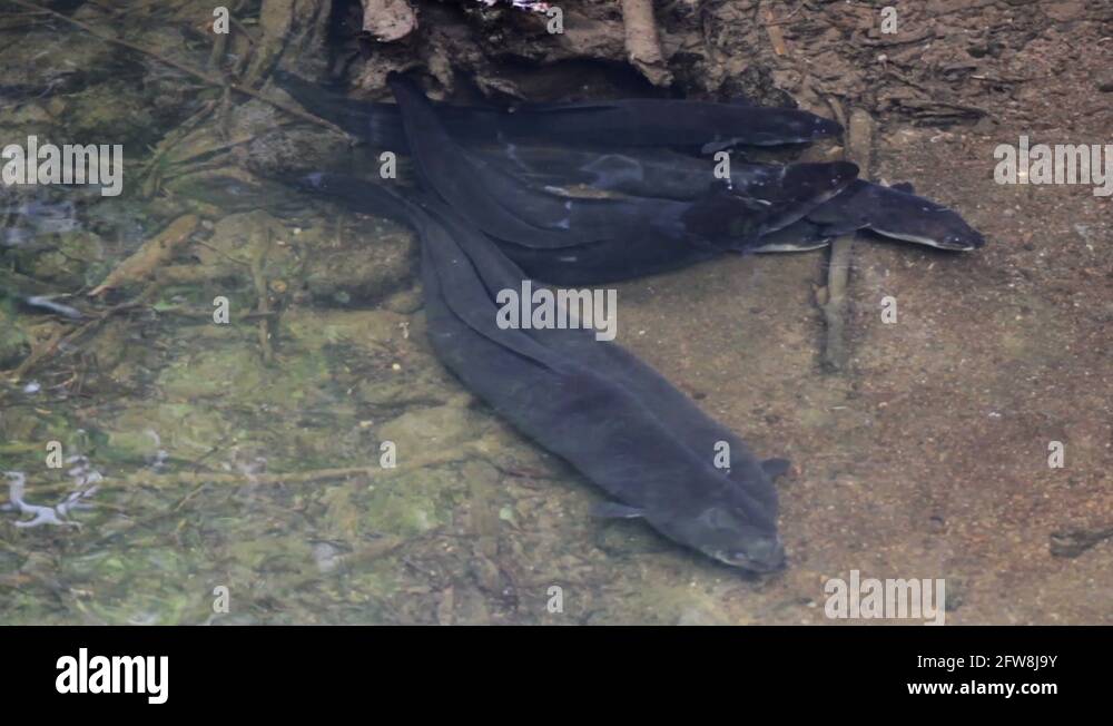 Slime eel Stock Videos & Footage HD and 4K Video Clips Alamy