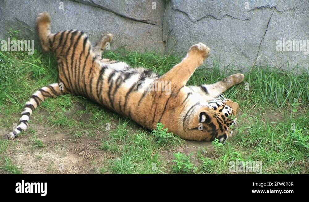 Tiger rolls Stock Videos & Footage - HD and 4K Video Clips - Alamy