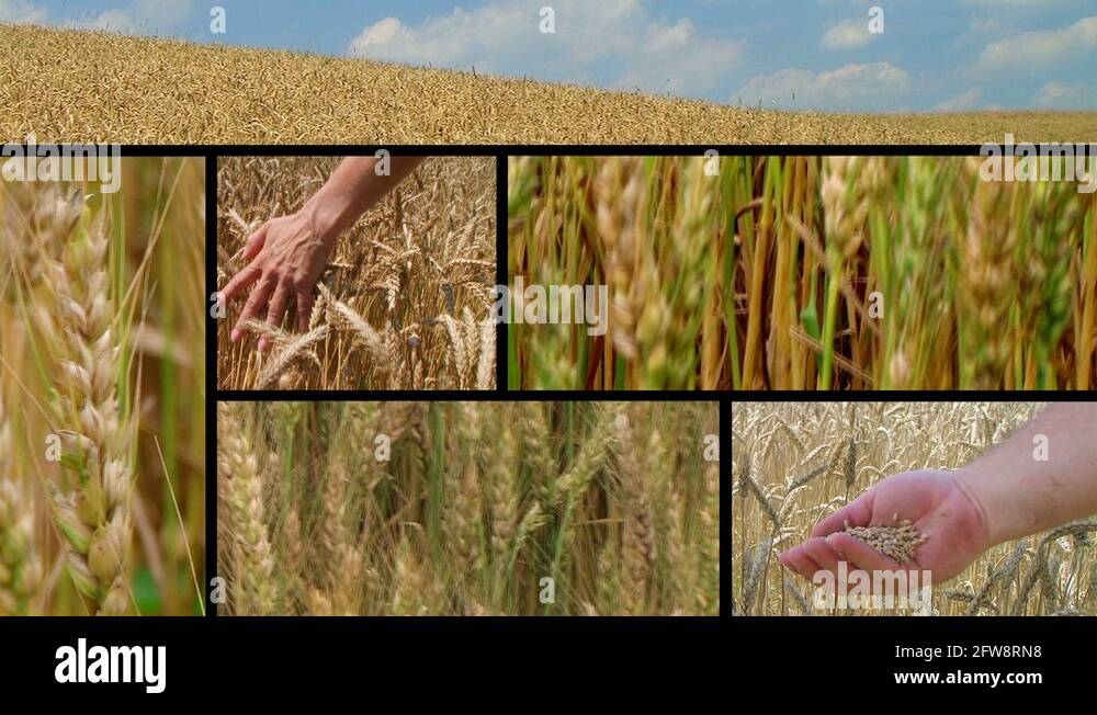 Crop staple Stock Videos & Footage HD and 4K Video Clips Alamy