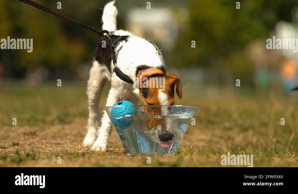 Как пьют собаки замедленная. Собака пьет воду. Собака пьющая воду. Собака пьет воду 1100x640. Картинка довольный пес пьет воду.
