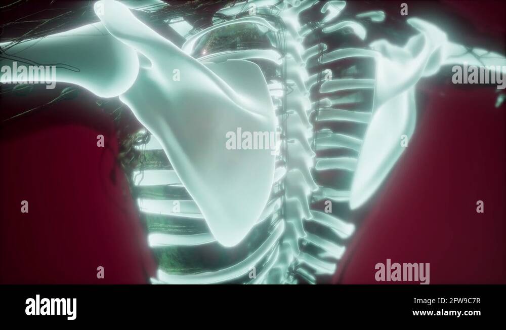 ray with skeleton bones Stock Video ... Biology Diagrams