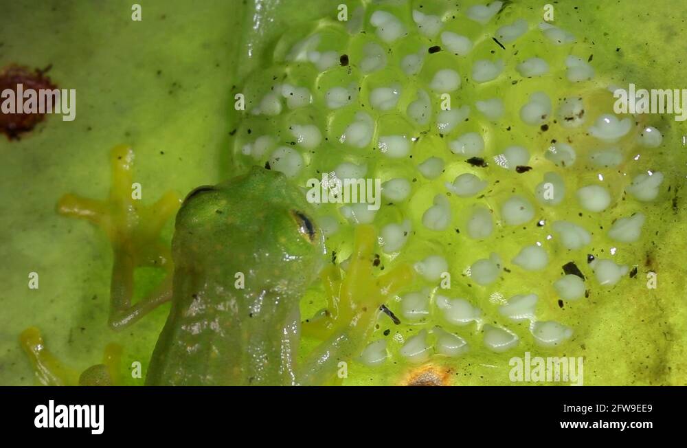 Glass frog eggs Stock Videos & Footage HD and 4K Video Clips Alamy