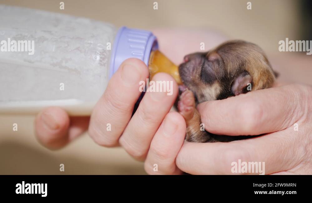 Можно кормить щенка молоком. Искусственное вскармливание щенков. Искусственное вскармливание новорожденных щенков. Приспособления для искусственного вскармливания щенков.