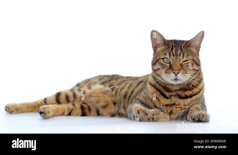 Cat closing eye Stock Videos & Footage HD and 4K Video Clips Alamy