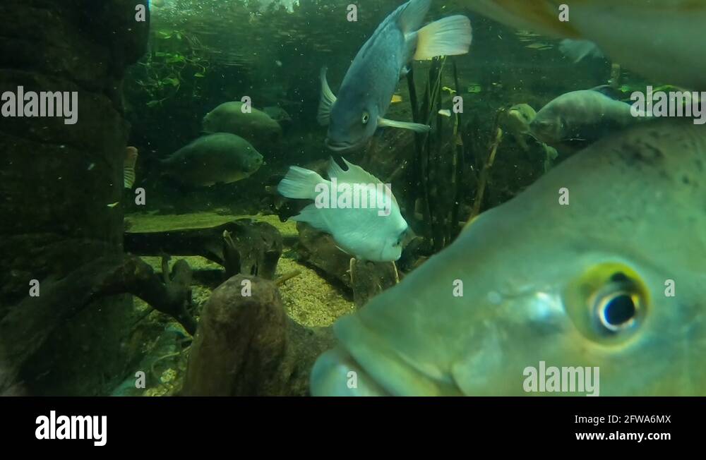 Freshwater fish with big scales Stock Videos & Footage HD and 4K