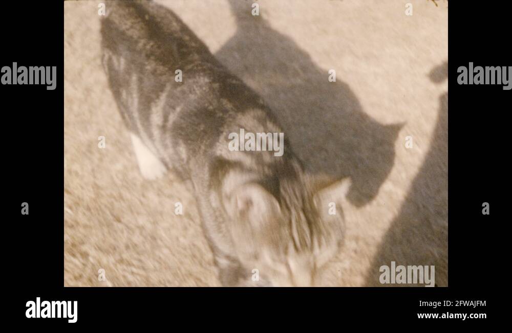 Cat stairs foot Stock Videos & Footage HD and 4K Video Clips Alamy