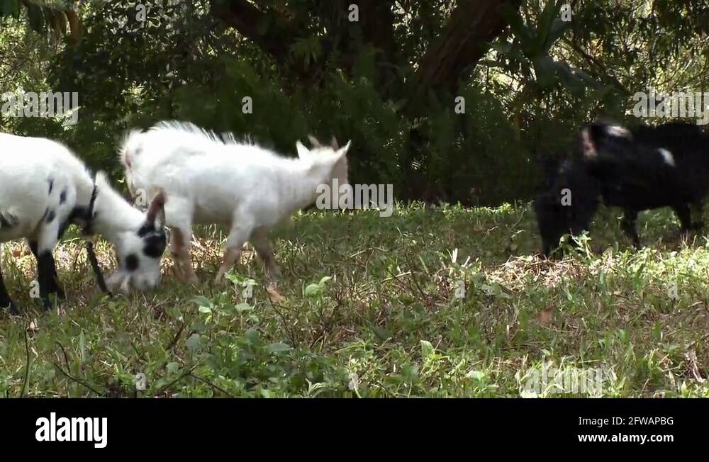 Eating plants eating grass Stock Videos & Footage HD and 4K Video