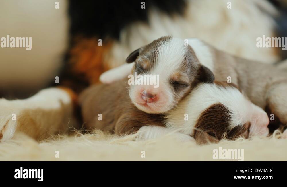 Several newborn puppies sleep near the big paw of their mother. Protection and Stock Video