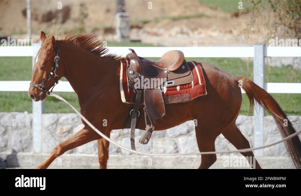 Horse gallop on lunge carrying saddle in slow motion 4K Stock Video Footage Alamy