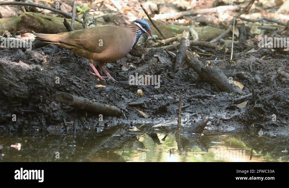 Quail dove Stock Videos & Footage - HD and 4K Video Clips - Alamy