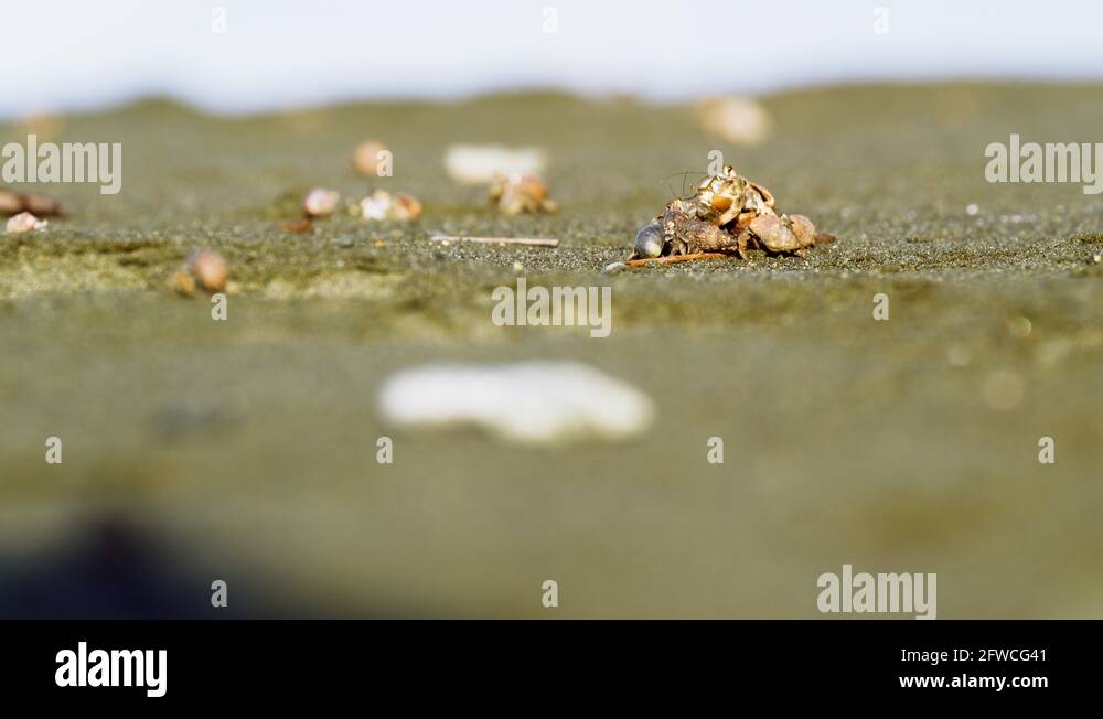 Hermit Crabs Shell Beach Sand Ocean Summer 5K 4K Stock Video Footage