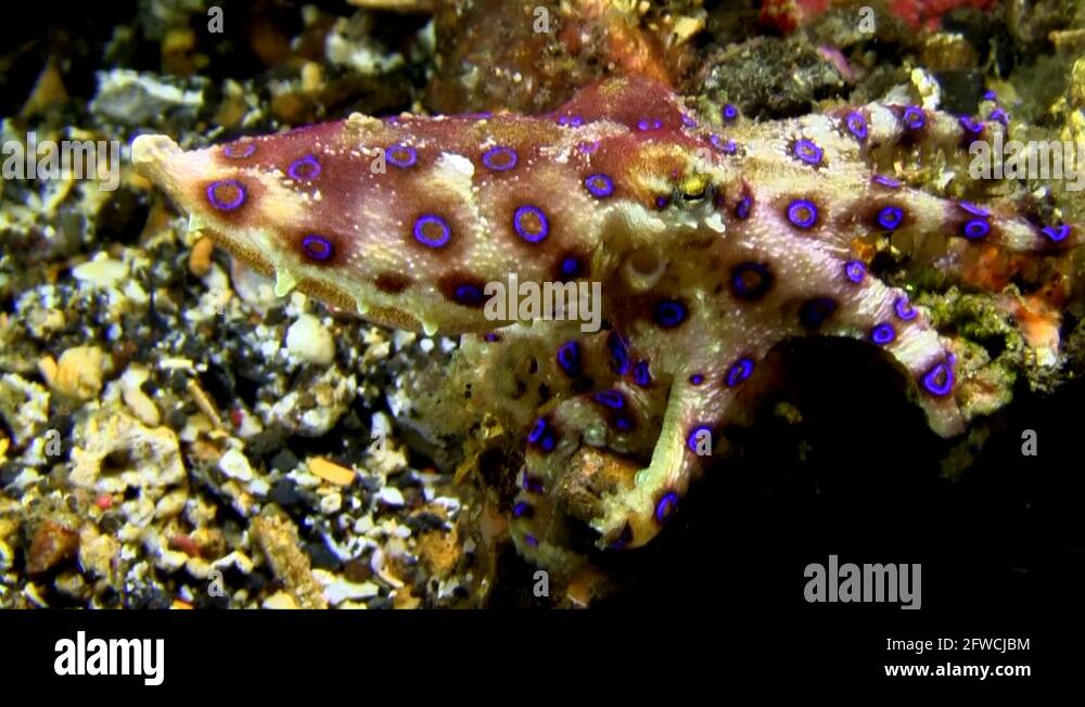 Blue ringed octopus indonesia Stock Videos & Footage HD and 4K Video Clips Alamy
