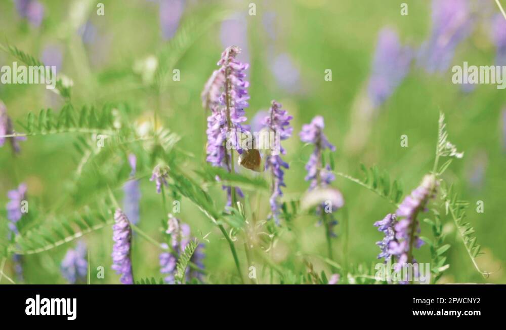 Butterfly pollinate Stock Videos & Footage HD and 4K Video Clips Alamy