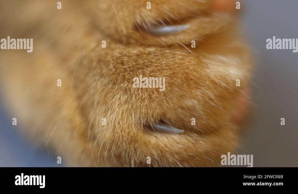 Wild cats claws Stock Videos & Footage HD and 4K Video Clips Alamy