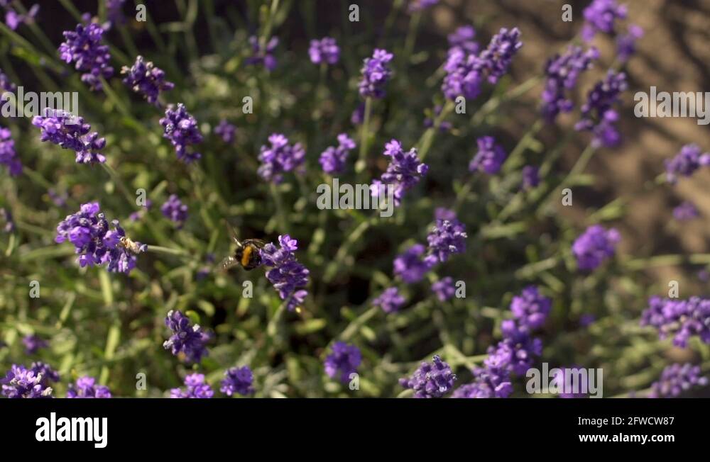 Lavender flowers bloom summer time Stock Videos & Footage HD and 4K