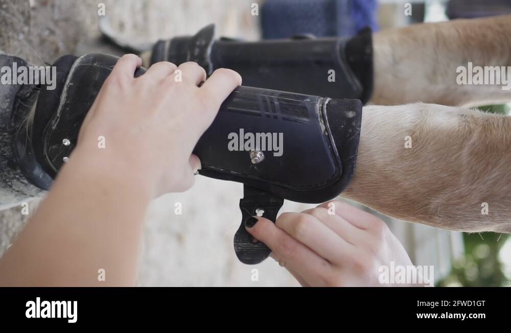 Horse trainer putting leg braces on a horse in slow motion VERTICAL