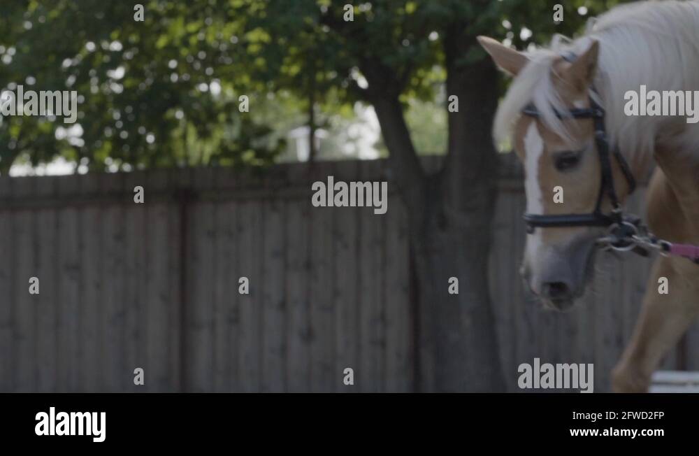 Horse galloping in a circle in slow motion Stock Video Footage Alamy