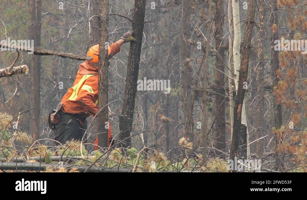 Pine tree falling down after worker cut it following the devastation of