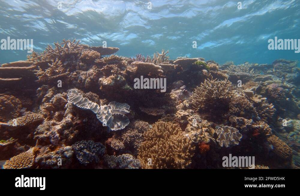 Close-up of different types of coral on the Great Barrier Reef in