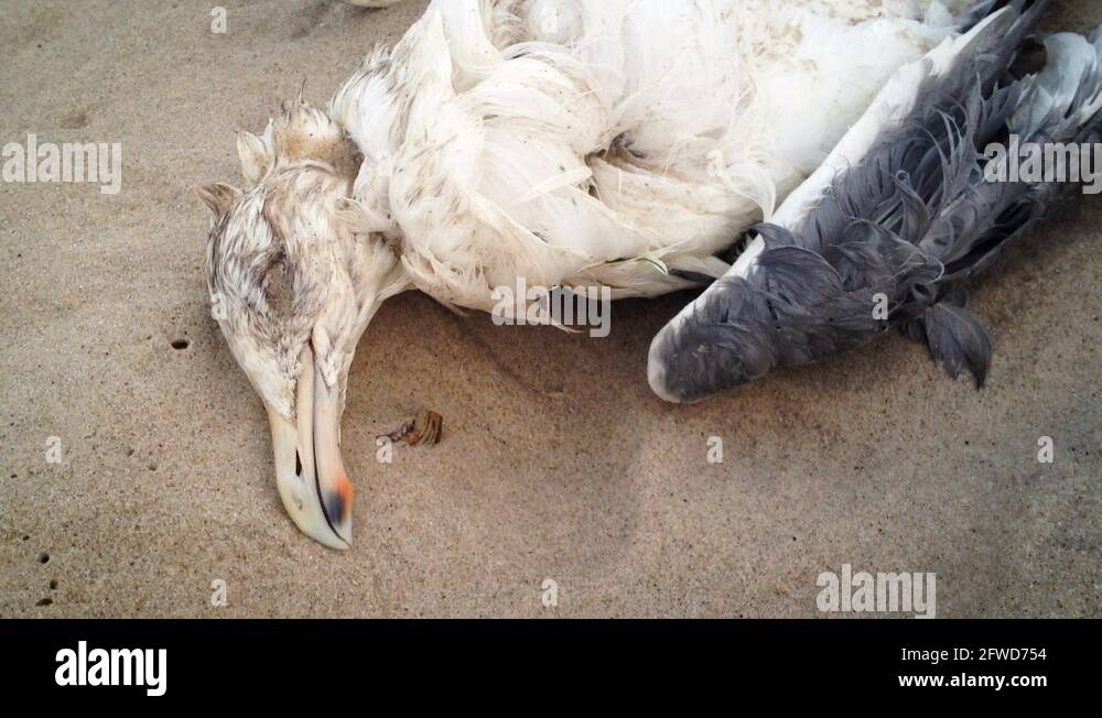 Animal cadavers Stock Videos & Footage HD and 4K Video Clips Alamy