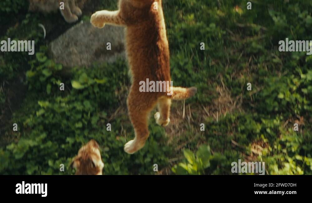 Prey animal of all the big cats Stock Videos & Footage - HD and 4K ...