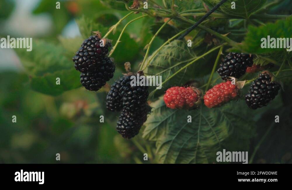 Boysenberry growing Stock Videos & Footage HD and 4K Video Clips Alamy