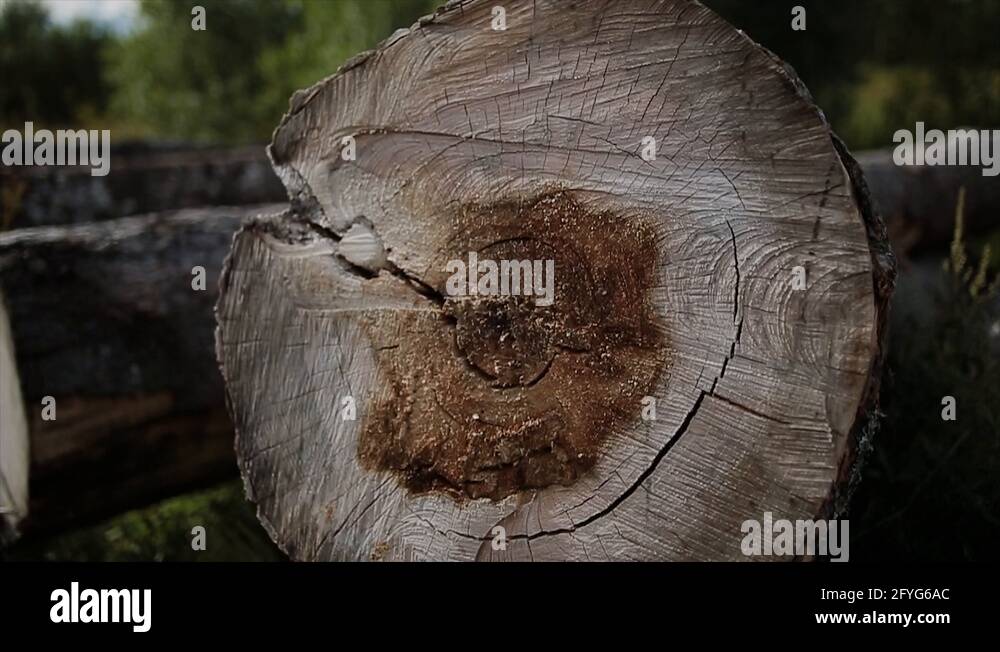 Tree Trunk Log Inner Log trunk cross section Stock Videos & Footage - HD and 4K Video Clips ...