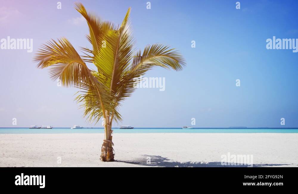 Palm tree growing in sand Stock Videos & Footage HD and 4K Video