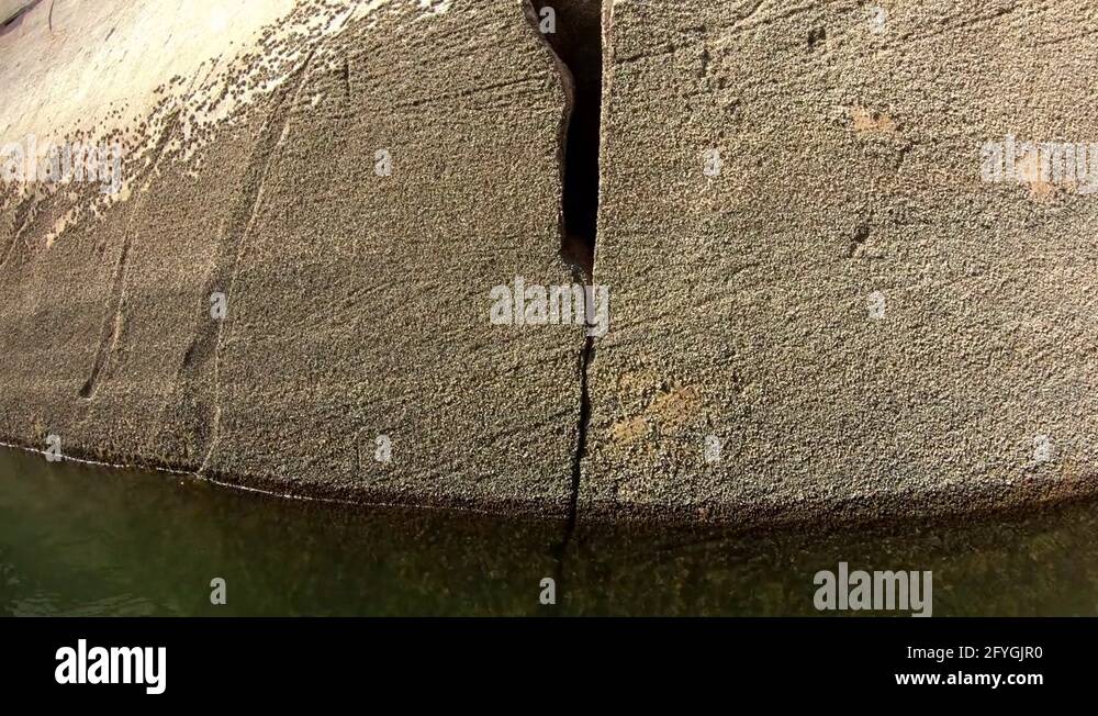 Zebra mussels Stock Videos & Footage - HD and 4K Video Clips - Alamy