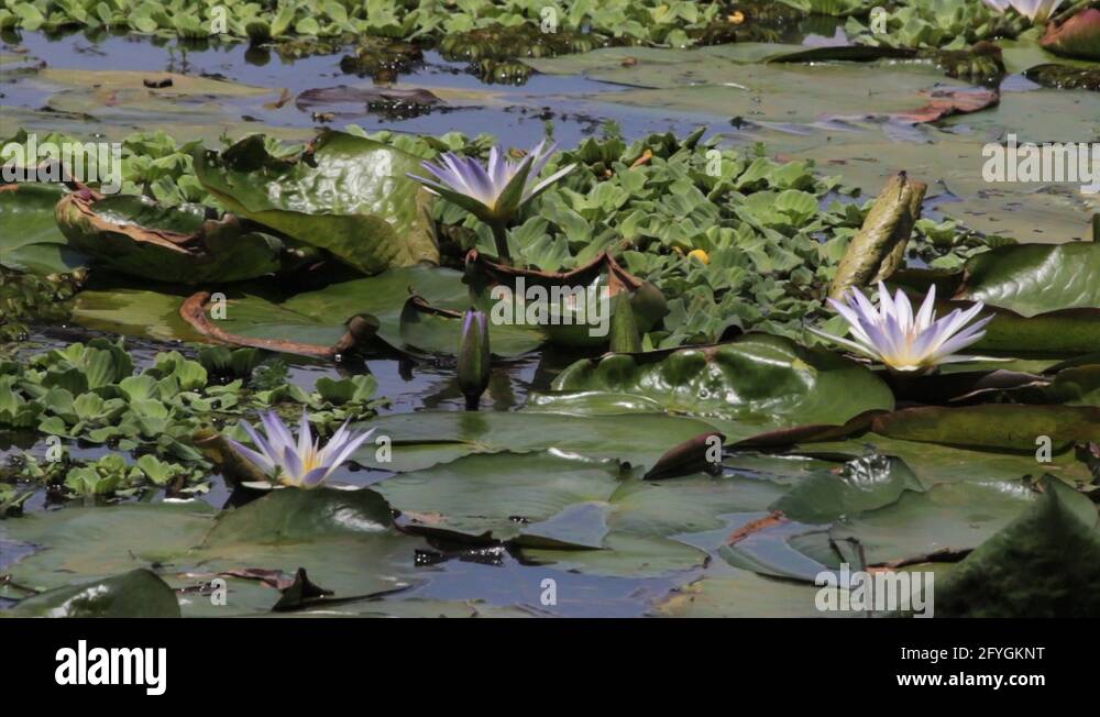 Amazon river lily pad Stock Videos & Footage - HD and 4K Video Clips ...