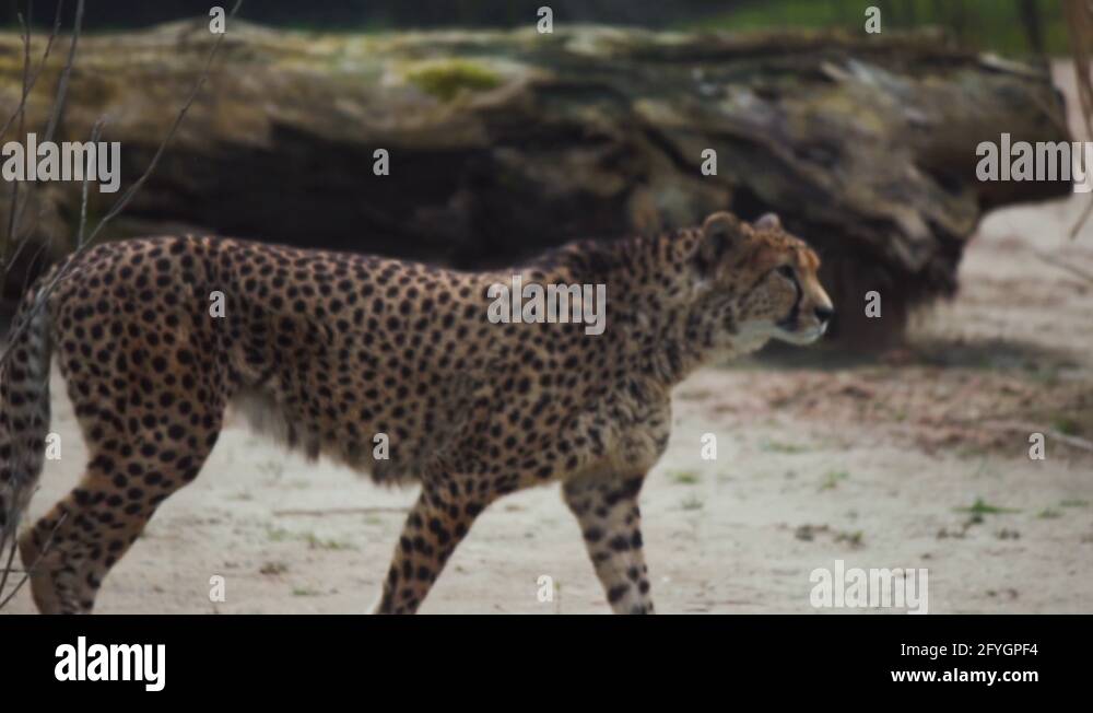 northeast-cheetah-stock-videos-footage-hd-and-4k-video-clips-alamy