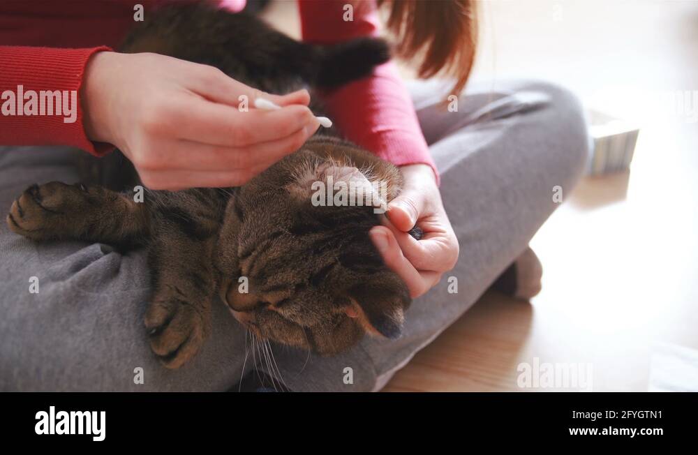 Cat process Stock Videos & Footage HD and 4K Video Clips Alamy