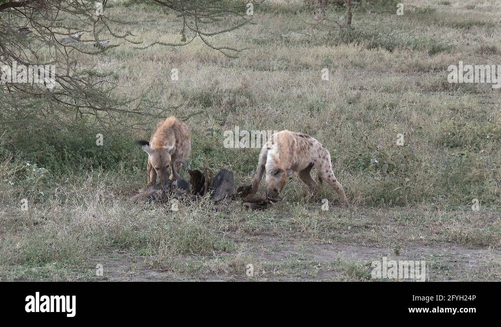 Spotted hyena eating wildebeest carcass Stock Videos & Footage - HD and