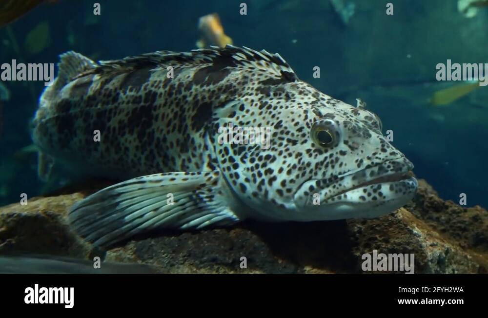 Quillback rockfish Stock Videos & Footage HD and 4K Video Clips Alamy