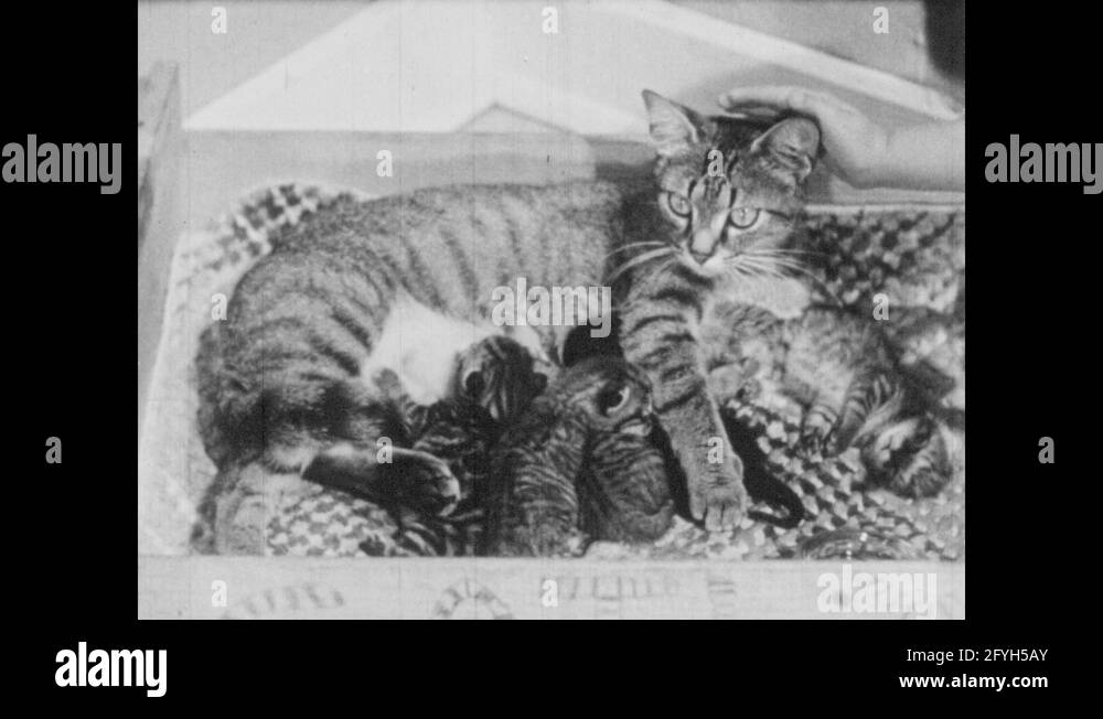 A litter box Stock Videos & Footage HD and 4K Video Clips Alamy