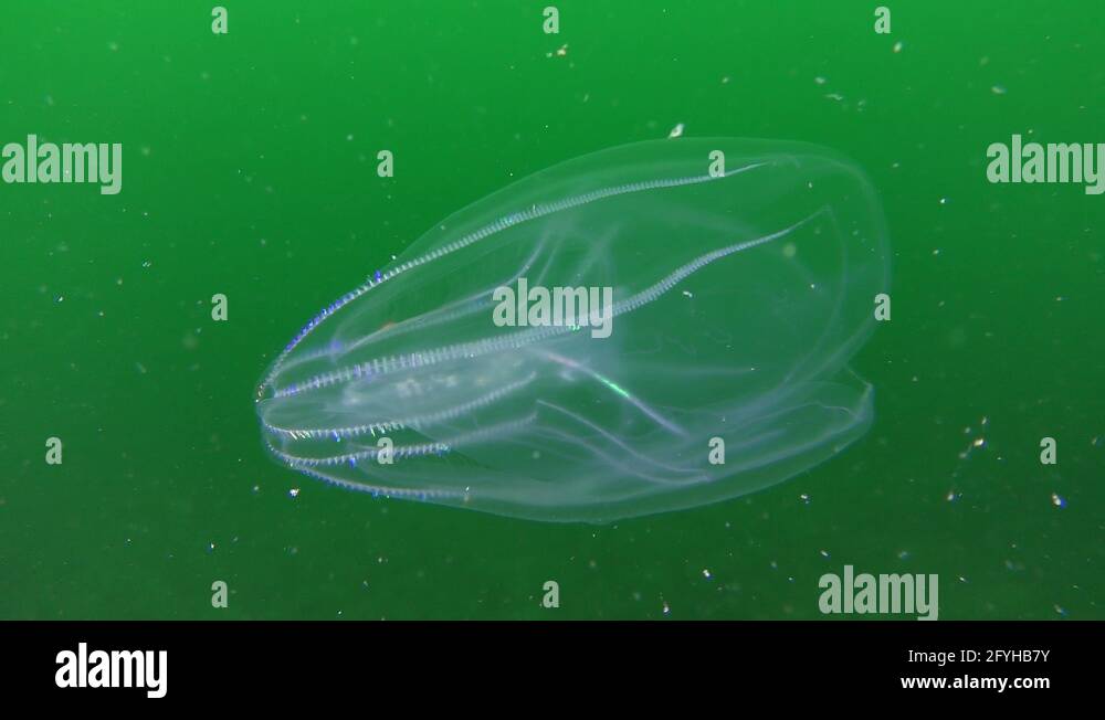 Jellyfish Warty comb jelly (Mnemiopsis leidyi Stock Video Footage Alamy