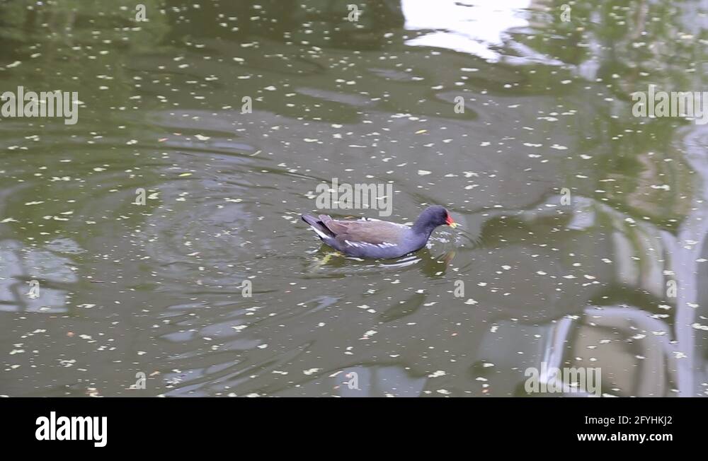 Moorhen eating in Regents Canal with reflection of apartment block, UK Stock Video Footage Alamy