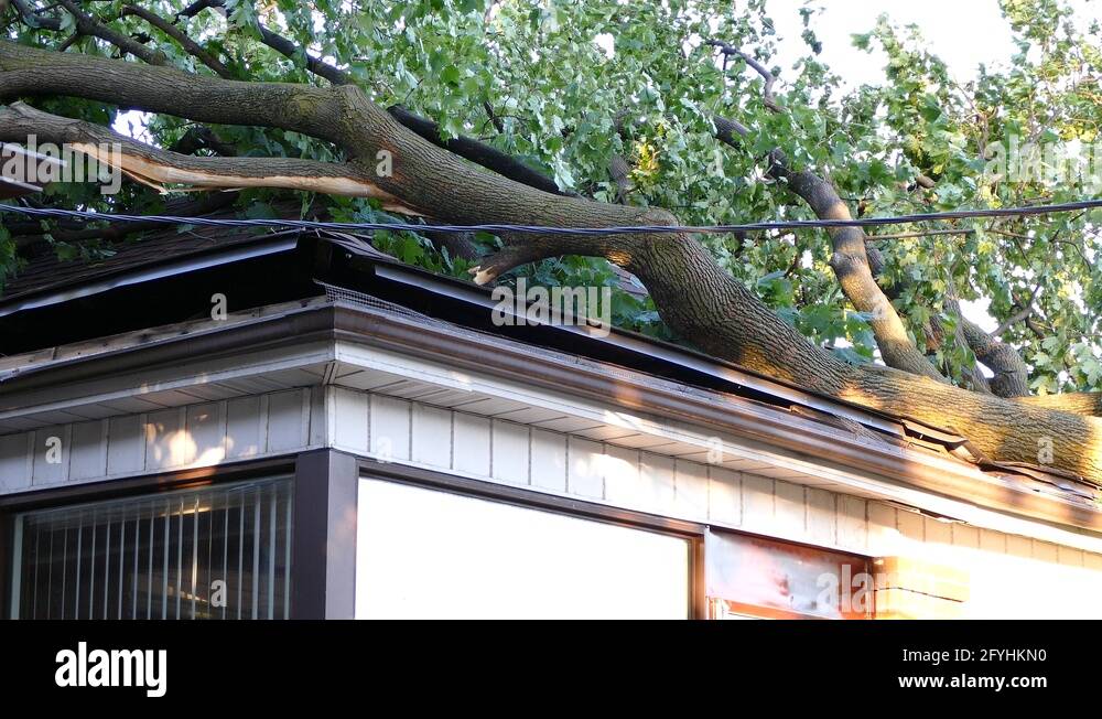 Wind Destruction Wind damage to trees Stock Videos & Footage - HD and 4K Video Clips - Alamy