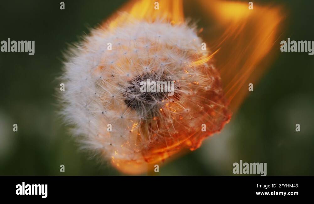 Dandelion chain Stock Videos & Footage - HD and 4K Video Clips - Alamy
