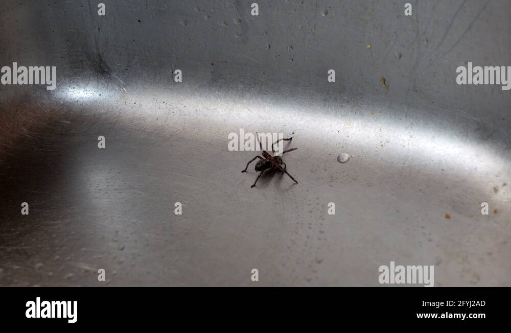 spiders in kitchen sink