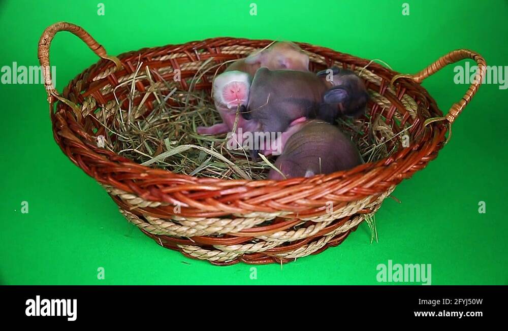 Newborn animal pet rabbit kits New born bunny babies Stock Video