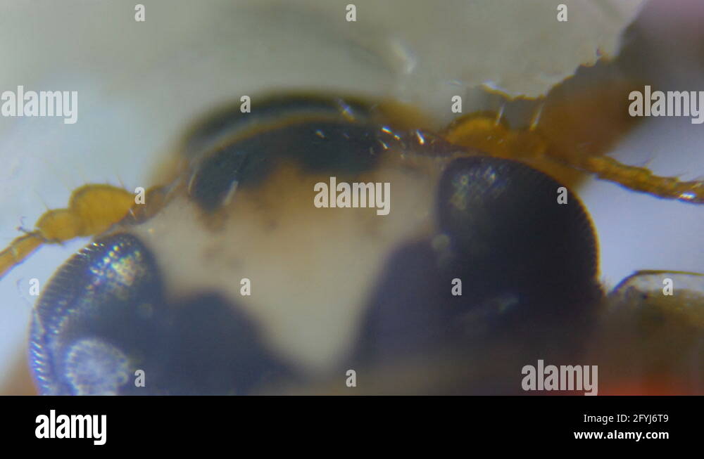 Honey under the microscope Stock Videos & Footage HD and 4K Video