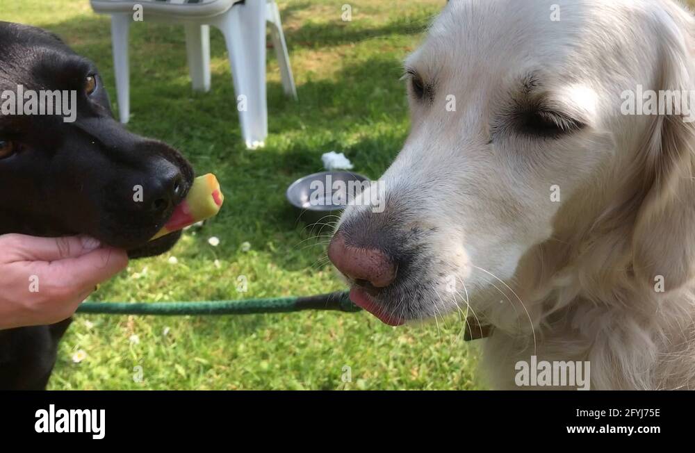 Dogs eating ice cream Stock Videos & Footage HD and 4K Video Clips